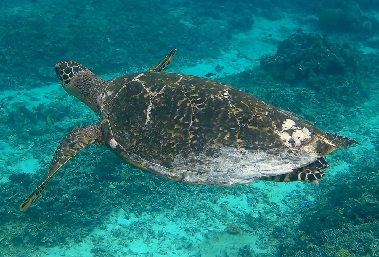 Meno Madia Bungalows Gili Meno Bagian luar foto